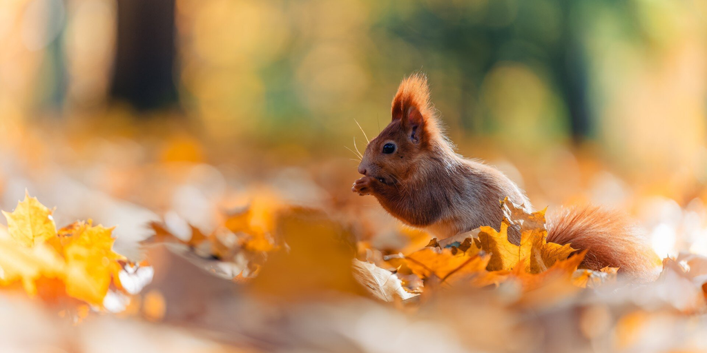 Peanut Pet Owner’s Token Collapses Two Weeks After Launch Vince Dioquino Decrypt