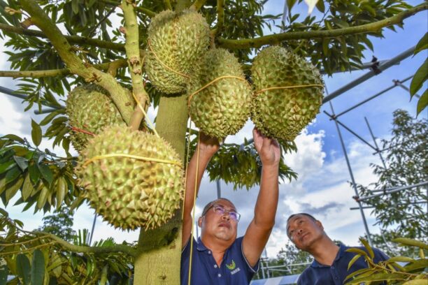 China breaks durian import record as Vietnam, Malaysia nip at Thailand’s heels Mia Nulimaimaiti China Economy – South China Morning Post
