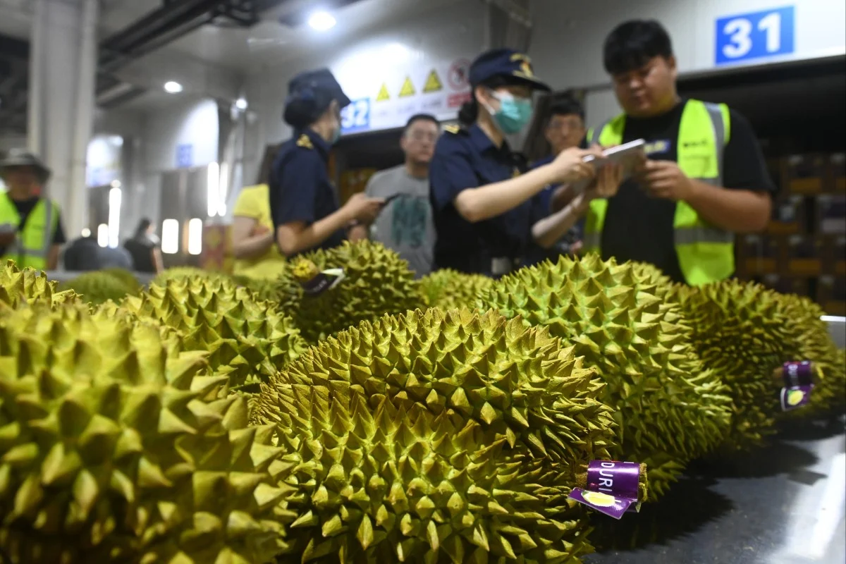 Indonesia’s vast durian industry is poised to begin exports to China Ralph Jennings Business – South China Morning Post