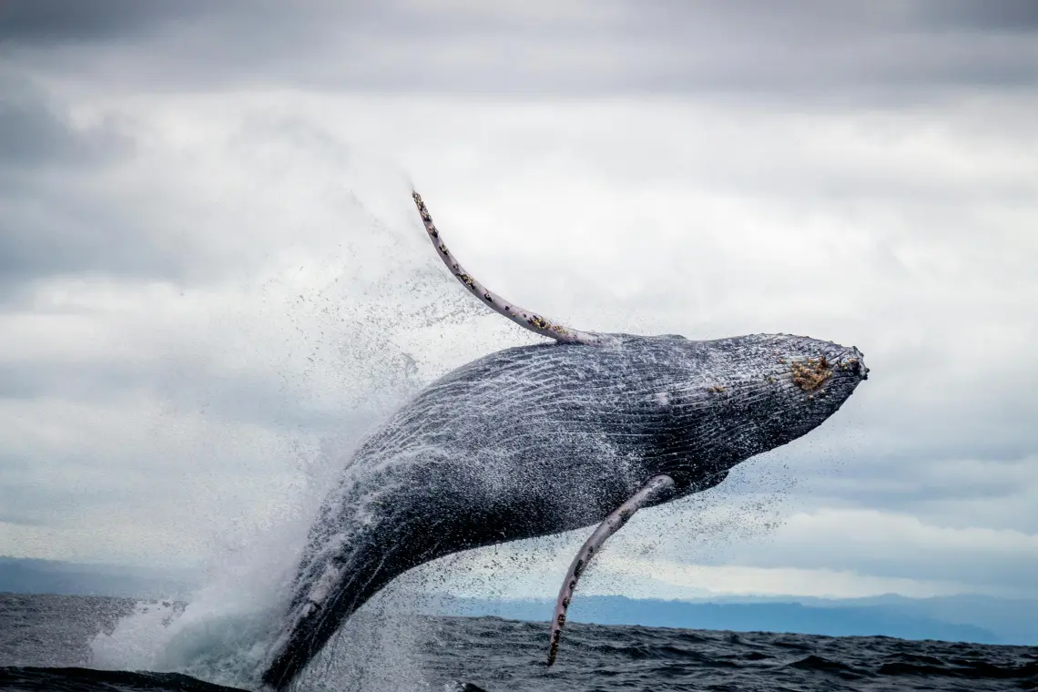Whales Swallowing Bitcoin Fast — Will This Push BTC Price Up? Christian Encila NewsBTC