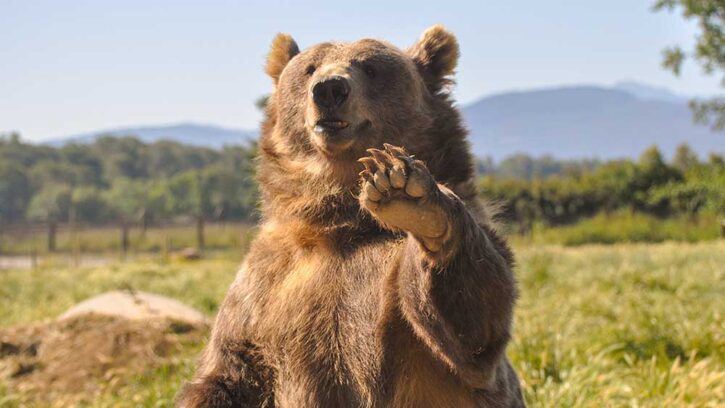 Dow Jones Futures: Trump Tariffs Drive Nasdaq Into Bear Market; Does This Gauge Signal Bottom Near? ED CARSON Investor’s Business Daily