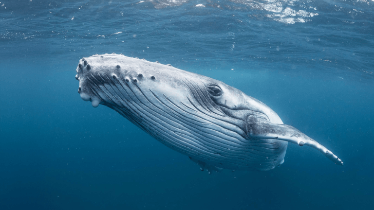 12 Legacy Bitcoin Wallets Move 1,200 BTC After 9 Years of Silence Jamie Redman Bitcoin News